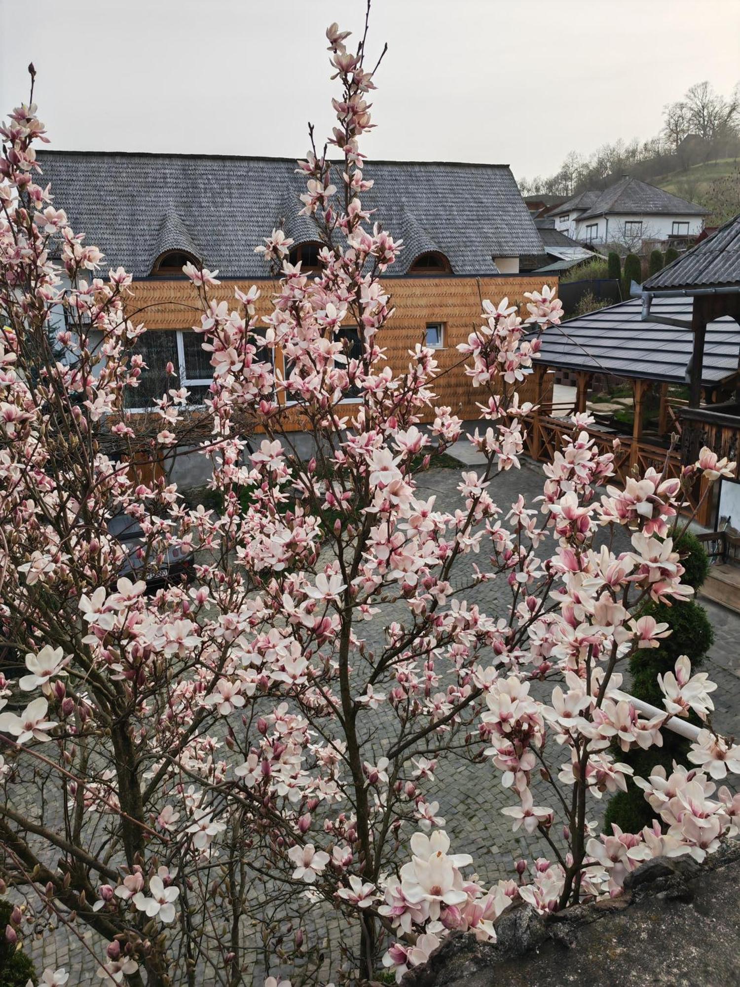 Casa Cu Magnolii Hotel โปเยนิเลซี ภายนอก รูปภาพ